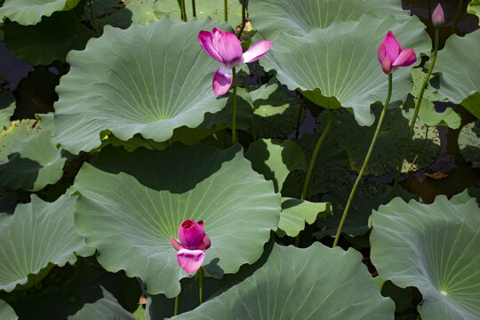 芙蓉初绽