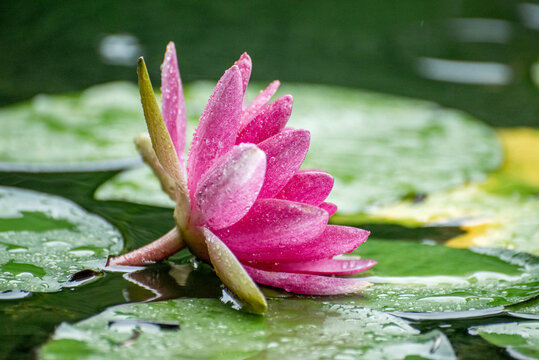 水中莲花