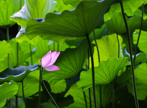 荷花谢幕