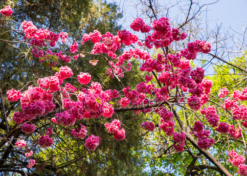 樱花枝