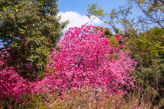 樱花枝