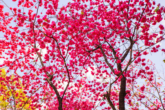 樱花树