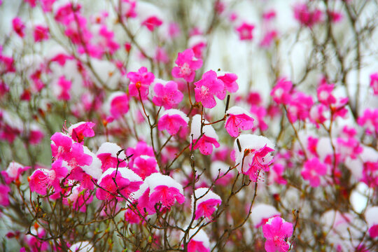 雪压杜鹃花