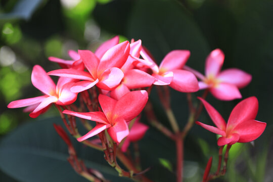 鸡蛋花