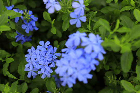 藍花丹