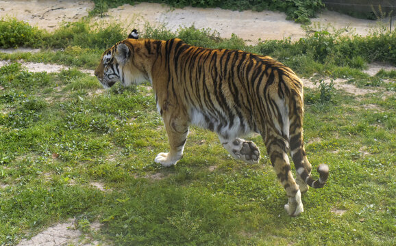 草地上漫步的老虎