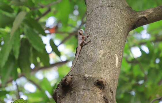 树上的蜥蜴