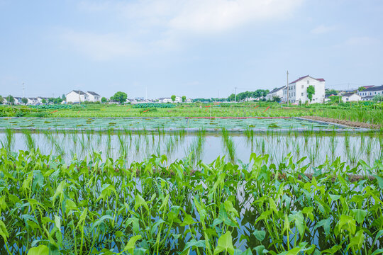 水八仙种植