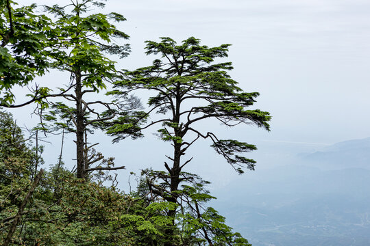 高山松树