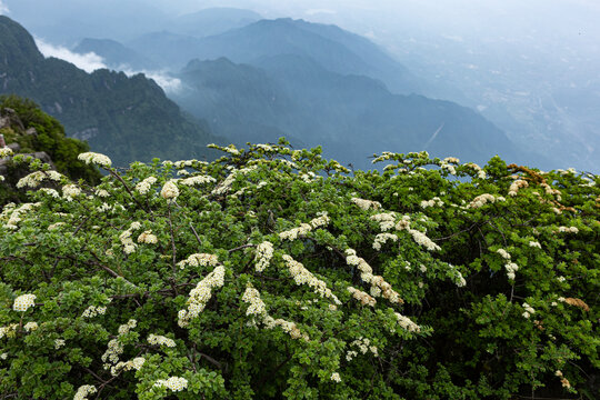 峨眉山顶