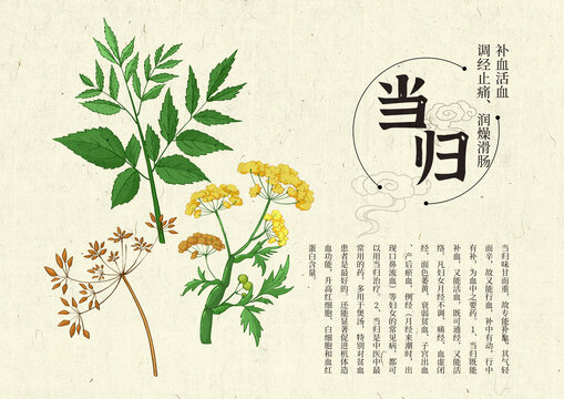 插畫手繪中藥材當(dāng)歸設(shè)計(jì)排版