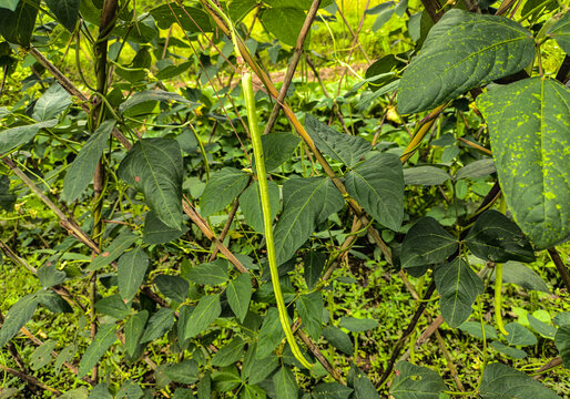 豆角种植