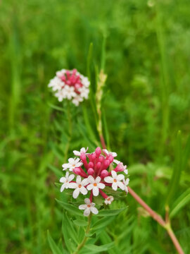 狼毒花