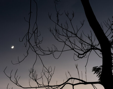 月亮与树枝