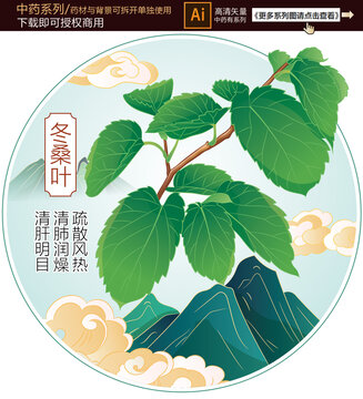 冬桑葉