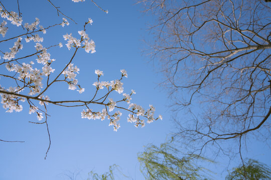 初春南京玄武湖花开