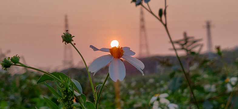 菊花夕阳背景