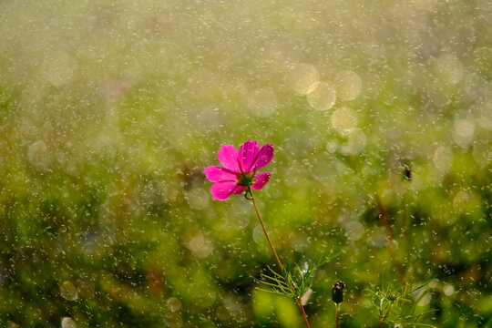 格桑花