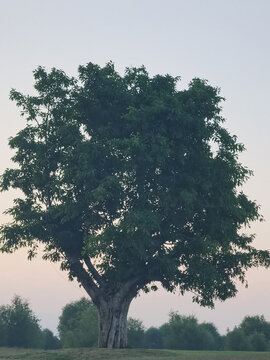 苍山洱海碧树