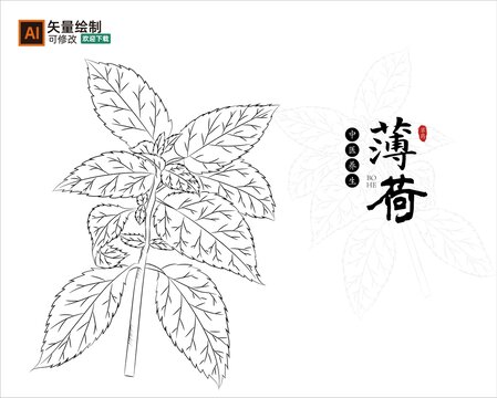 线描薄荷