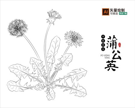 线描蒲公英