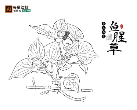 线描鱼腥草