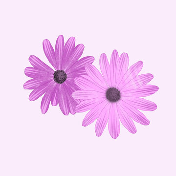 印花萬壽菊
