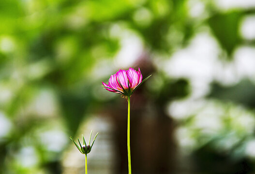 格桑花