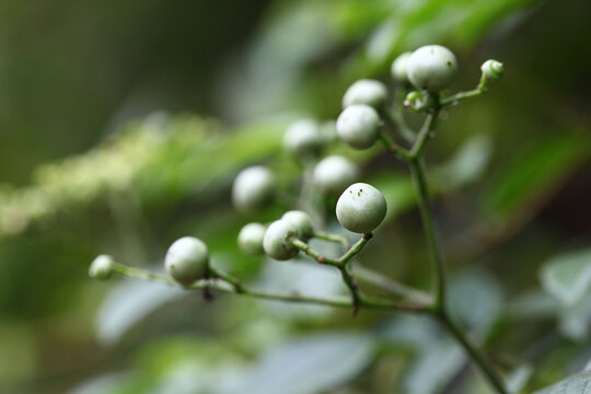 水茄