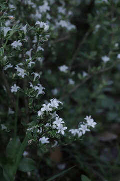 小白花星星花