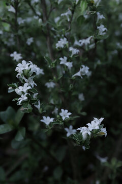 小白花星星花