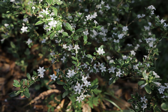 小白花星星花