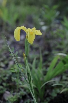 小黄花