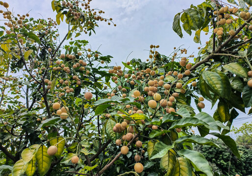 黄皮果树