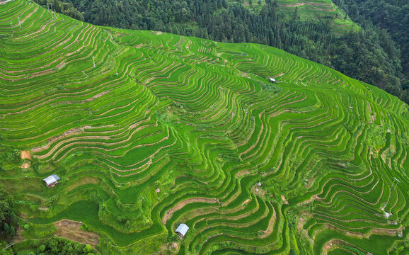 加榜梯田