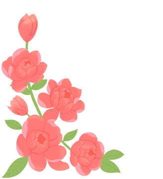 薔薇