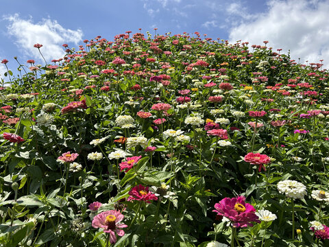 花山