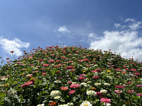 花山