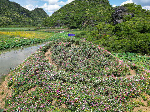 花山