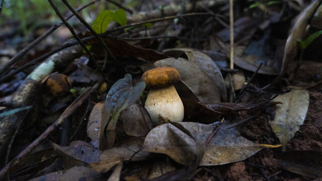 蘑菇野生菌牛肝菌真菌