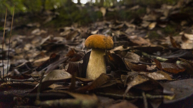 蘑菇野生菌牛肝菌真菌