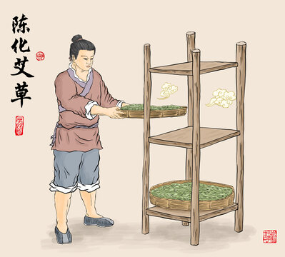 艾草陰干插畫(huà)