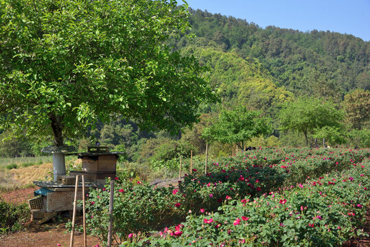 山里的玫瑰花种植园