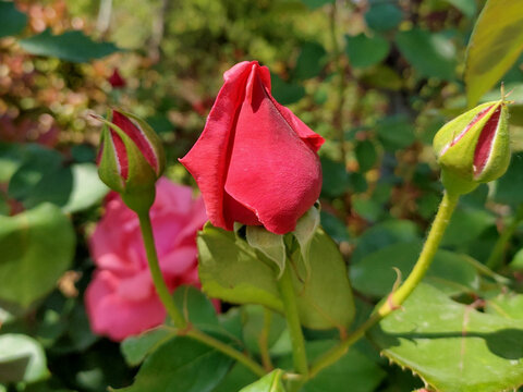 月季花花苞