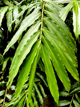 砂仁种植基地