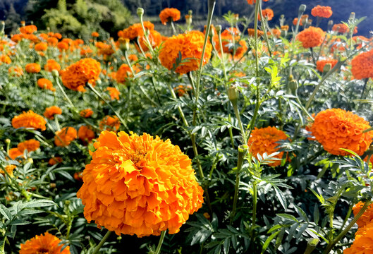 菊花种植基地