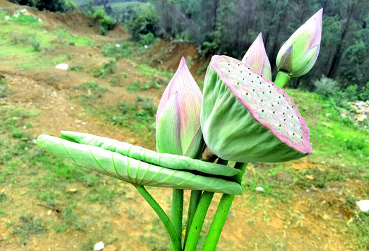 荷花荷叶莲蓬