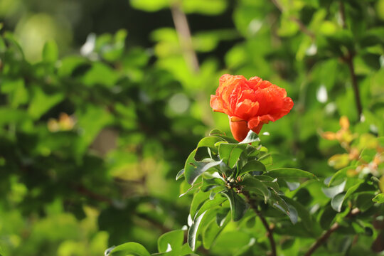 夏日宁静石榴花