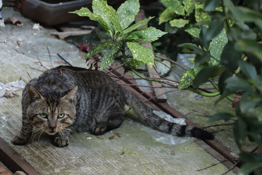 树荫捕猎狸花猫