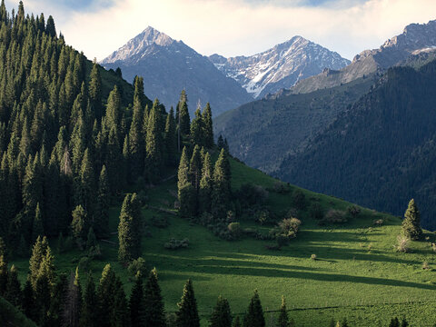 新疆的草原森林自然风光
